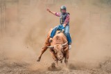 Bull Riding 5