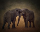Elephant Tussal