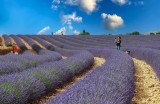 Immersi nella lavanda 