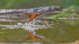 Kingfisher with fish 022-22