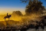 cowboy