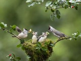 Family love