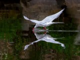 Arctic Tern reflection