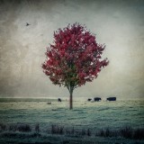 Red tree Bright