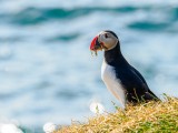 Puffin with sand eels
