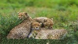 Cheetah family 0821-22