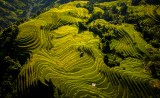 A symphony of green