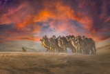 Camels