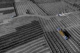 working in oyster field