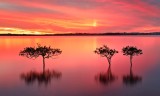 Wellington Pt Mangrove Trio Dusk 2