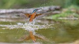 Kingfisher with fish 022-22