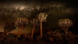 Quivertrees w Milky Way 02
