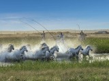 Galloping Horses