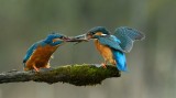 Courting Kingfishers