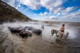 buffalo herdsman