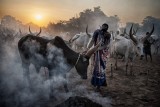 Cleaning the cow at the sunset