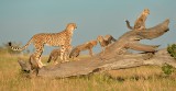 Cheetah Family on Fallen Tree