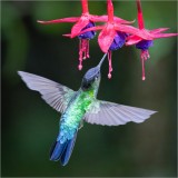 Hummingbird Three Fuscia