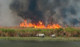 KAZIRANGA STORY
