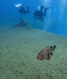 A frame of fish 101