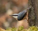 Characteristic nuthatch