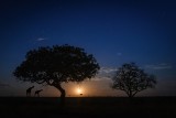 Africa