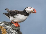 Poised Puffin