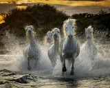 Galloping White Mares 02