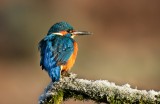 Winter kingfisher