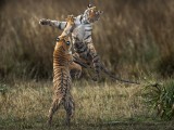 Sisters Jostling 8224