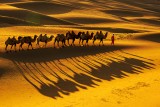 Camel Shadows 09