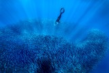 Dive into the sardine bowl