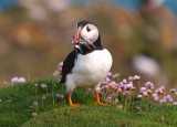 Summertime puffin