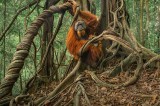 Posing Orangutan