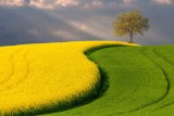 Coloured Fields