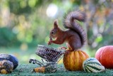 Acorn shopping