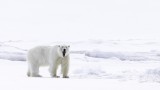 Polar Bear roaring