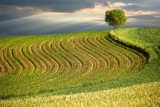 Spring Fields