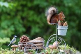 Squirrel and blue tit