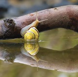Reflet d'escargot