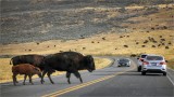 Bison Crossing