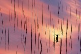 Lone Fisherman