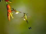 Two Racket Tails