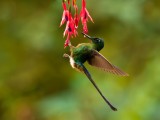 Racket Tail feeding