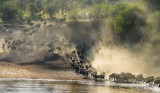 Gnus crossing 0376