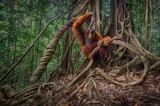 Entanglement of nature