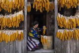 Corn cobs