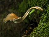 Clinging to mushroom