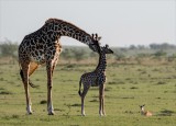 Affection from a mother