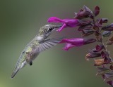 Beauty and the Flower